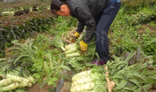 莴笋的种植方法和技巧（莴笋的种植方法和技巧图解）