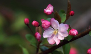 海棠花压支的方法（什么花压海棠）