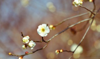 立春经典祝福句子大全 立春经典祝福语