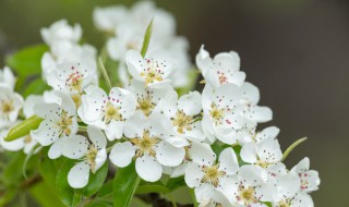 梨花是什么季节开的花（梨花是什么季节开的花的）