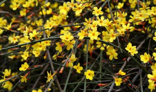 迎春花是什么季節(jié)開的 菊花荷花梅花迎春花是什么季節(jié)開的