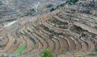 王金庄石堰梯田种植的粮食作物类型（王金庄石堰梯田内种植的农作物最可能是）