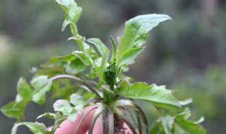 3月可以吃的野菜有哪些 三月能吃的野菜