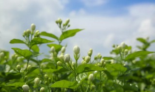 喝茉莉花茶有什么好处 冬天喝茉莉花茶有什么好处