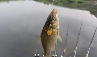 釣黑魚用墜子嗎 釣黑魚用鉛墜嗎