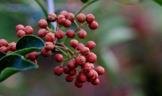 院子里能不能栽花椒樹 院子里能不能栽花椒樹呢