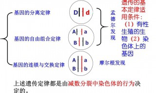 分离定律的适用条件 符合分离定律的条件