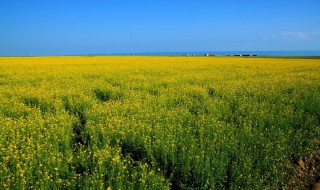 青海油菜花几月份开（青海油菜花几月份开放）