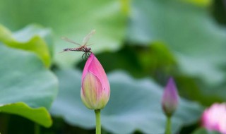 形容蓮花的詩句 形容蓮花的詩句唯美干凈