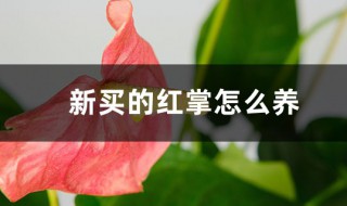 刚买回来的红掌怎么养护（刚买回来的红掌怎么养护视频）