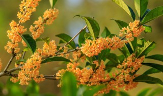 桂花树的风水禁忌养在阳台（阳台放桂花树风水好吗）