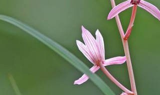 兰花植料经典配方比例（兰花植料经典配方比例图片）