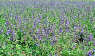 黃芩怎么種（黃芩怎么種植高產）