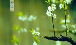 春分是立春吗（春分是立春吗还是春节）