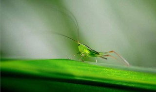 昆虫备忘录有哪些特点（昆虫备忘录它们各有怎样的特点）