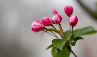 海棠花什么时候开 海棠花什么时候开花