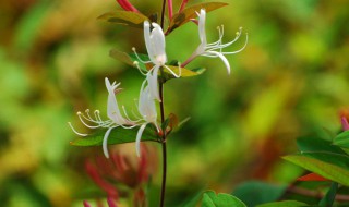 花朝节的来历 花朝节的来历的简介