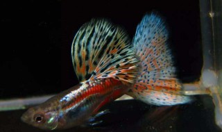 鳳尾魚(yú)怎么養(yǎng)（剛出生的鳳尾魚(yú)怎么養(yǎng)）