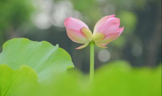 并蒂莲的花语（并蒂莲的花语真谛）