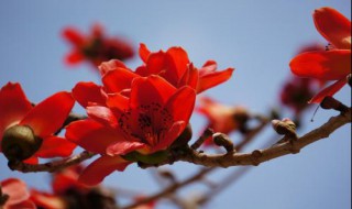 木棉花的花语（大腹木棉花的花语）