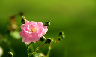 走马观花告诉我们什么道理 走马观花的道理