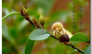 含笑花的含义是什么（含笑花象征着什么）