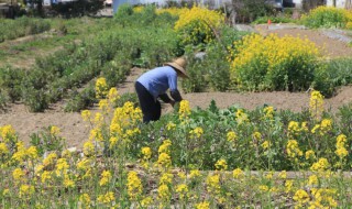 油菜花澆水方法 菜油澆花怎么澆