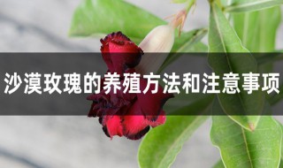 冬天沙漠玫瑰的养殖方法和注意事项 沙漠玫瑰冬季养殖方法