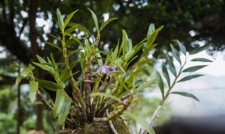 铁皮石斛条种植方法（铁皮石斛条种植方法盆栽用什么土）