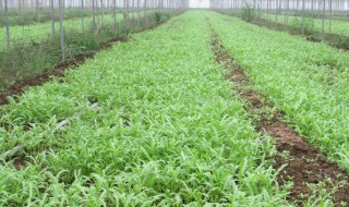 苦蒜种植方法和时间 苦蒜怎么种植