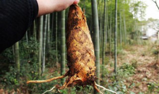 豆腐可以和冬笋一起煮吗 豆腐能不能和冬笋一起煮