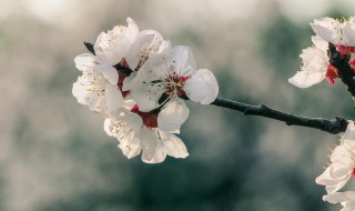 杏花怎么做才好吃 杏花做的美食