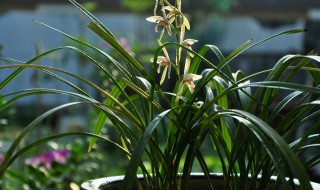 種植蘭花的土是什么土（種植蘭花的土是什么土質(zhì)）