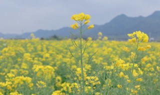 梦见油菜是什么意思 梦见菜油是什么预兆