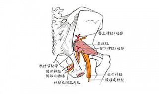 坐骨大孔由什么围成 坐骨大孔由什么围成有什么肌通过