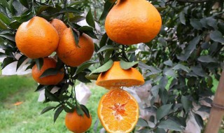 丑橘的功效与作用 糖尿病人可以吃丑橘的功效与作用