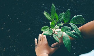 关于植树节的佳句（关于植树节的佳句古诗）