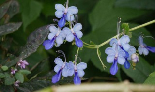 蓝蝴蝶花泡水喝一次几朵好（蓝蝴蝶花泡水喝一次几朵好）