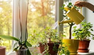 冬天室外植物浇水的正确方法（冬天室外植物浇水的正确方法是什么）