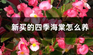 刚买的四季海棠怎么养护（新买的四季海棠怎么养）