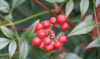 紅豆花怎么醒花（紅豆花需要醒花嗎）