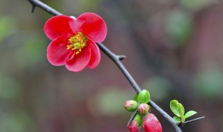 木本海棠花的养殖方法（木本海棠花的养殖方法视频）