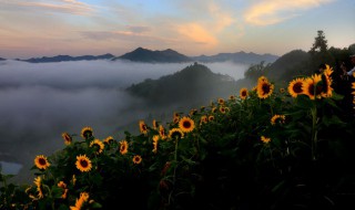 葵花籽怎么发芽快 葵花籽发芽了