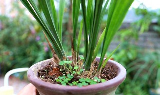 蘭花如何催花效果更好（蘭花怎么樣催花）