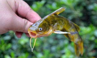 安子魚怎么釣 安子魚怎么釣魚