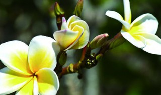 鸡蛋花怎么养活 鸡蛋花好养活吗