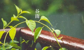 谷雨是什么季节（谷雨是什么季节的）