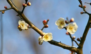 梅花北方冬天怎么養(yǎng) 梅花在北方冬天怎么養(yǎng)