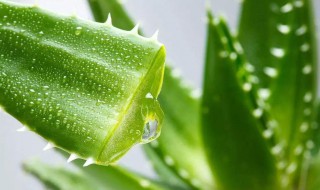 芦荟鲜叶的补水方法（芦荟鲜叶的补水方法视频）