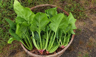 清爽芝麻菠菜墩怎么做（菠菜墩子怎么做）